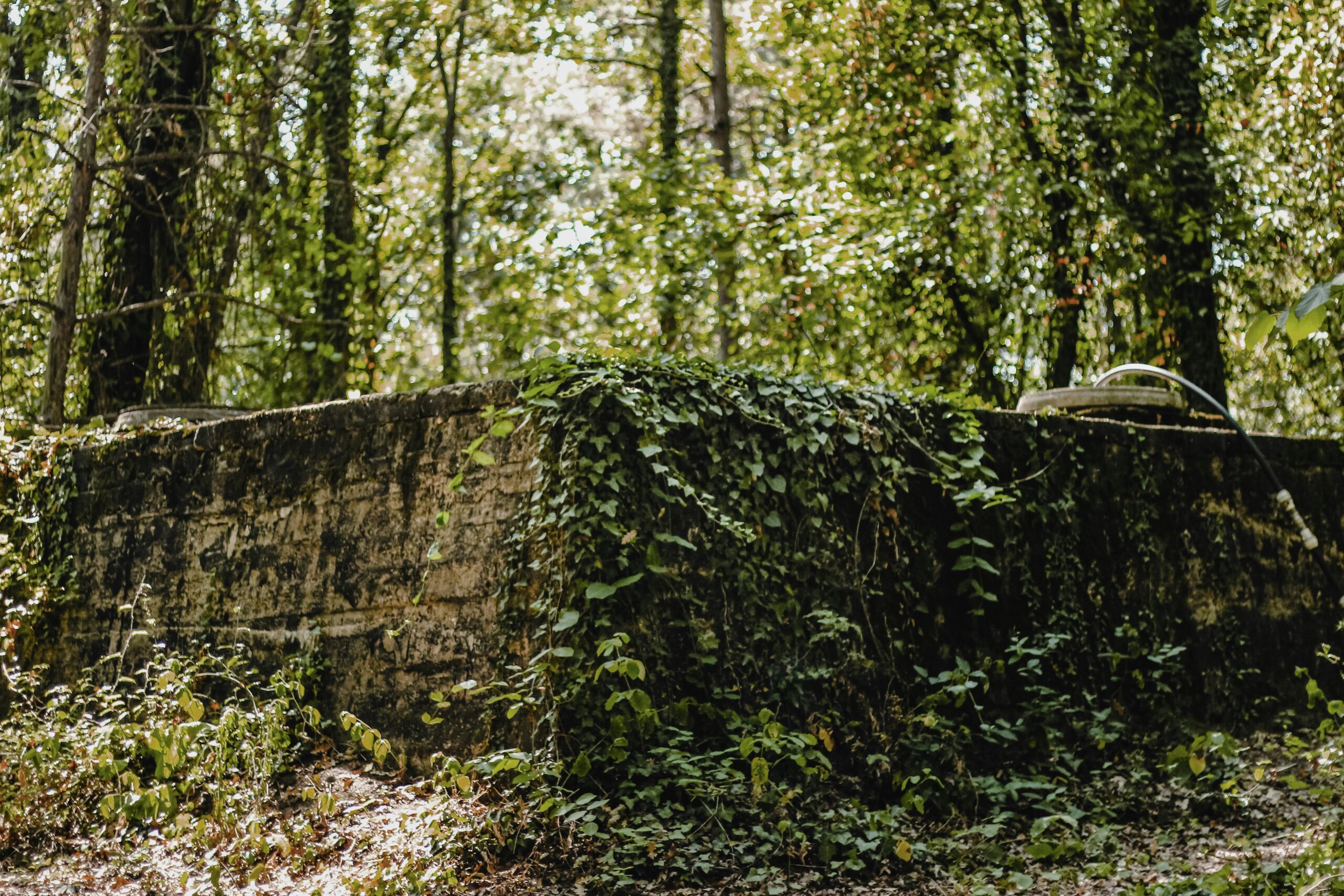 New Study: Invasive Vines Could Kill Nearly 5,000 Trees in Takoma Park, MD Within 5-7 Years