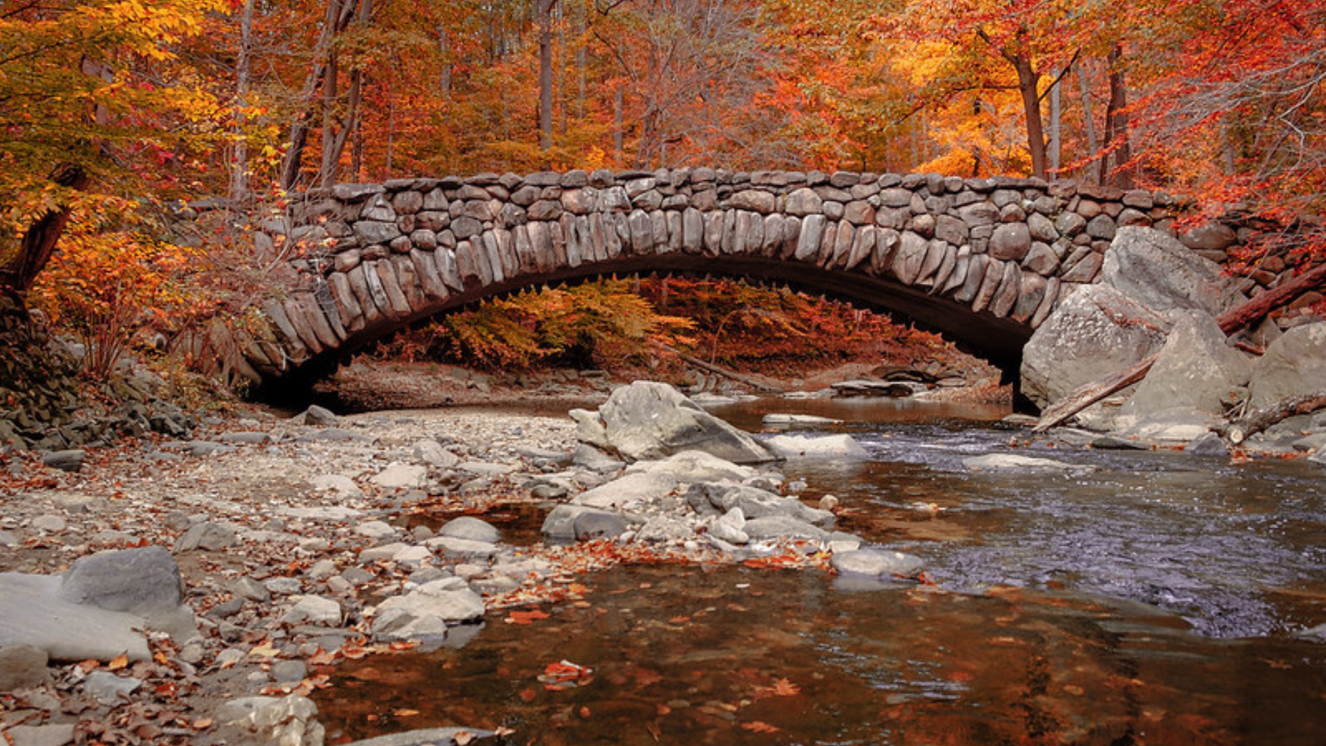 CCAN Calls for Immediate Halt to Plan to Cut 1,200 Trees in Rock Creek Park