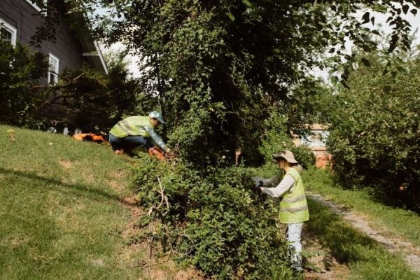 2.23-leaflet-header-ccan-invasive-vine